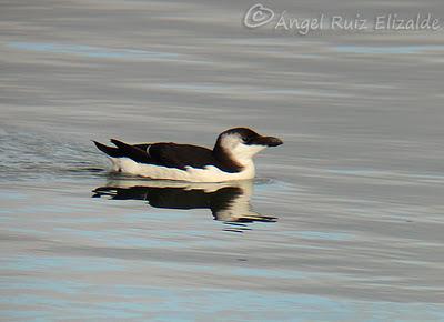 Anteayer por la Bahía de Santander...
