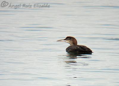 Anteayer por la Bahía de Santander...