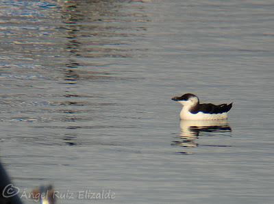 Anteayer por la Bahía de Santander...
