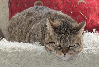 El que espera, desespera