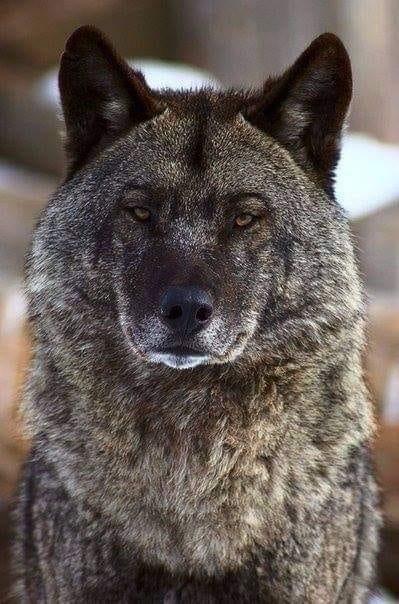 ¿Sabías que el LOBO...?