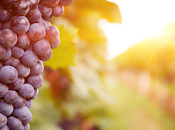 estudio encuentra comer uvas puede aumentar niveles pigmento macular.