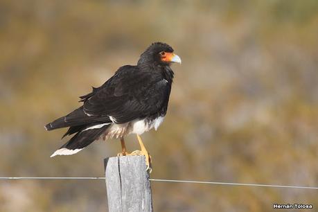 Matamico andino (Daptrius megalopterus)