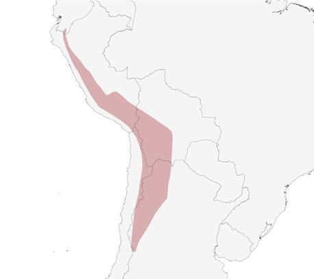 Matamico andino (Daptrius megalopterus)