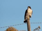 aguilucho confiado