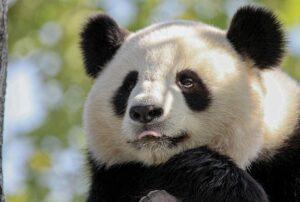 Ejecutar consultas SQL en Pandas