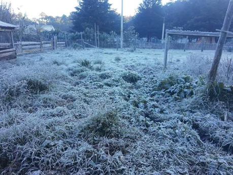 La Trinidad en Xilitla: Un Espectáculo Blanco Bajo el Frente Frío Número 17