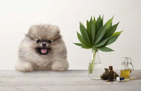 La ciencia del relax: descifrando cómo el CBD impacta la salud animal