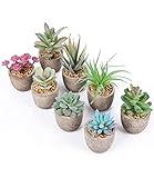 JOSPL Plantas Suculentas Artificiales, 8pcs Plantas Pequeñas Decorativas