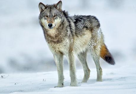 Lobo gris en Yellowstone durante el invierno