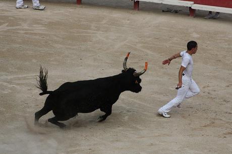 Curso Camarguaise