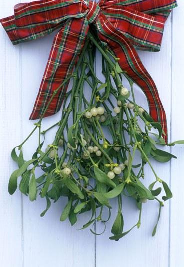 El acebo es el rojo… #FelizNavidad El acebo es el rojo… #FelizNavidad