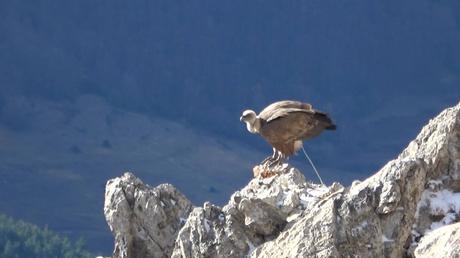 Circuito de la Naturaleza del Reguio del Niu de l'Àliga