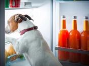 Alimentos JAMÁS Comer Perro