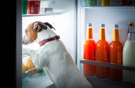 10 Alimentos que JAMÁS has de dar de Comer a tu Perro 10 Alimentos que JAMÁS has de dar de Comer a tu Perro