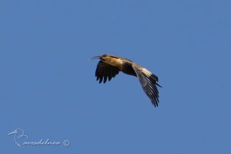 Bandurria boreal (Buff-necked Ibis) Theristicus caudatus