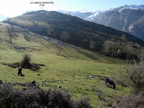 Arenas de Cabrales-Nava-El Jorcáu del Cuernu-Lles