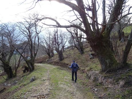 Arenas de Cabrales-Nava-El Jorcáu del Cuernu-Lles