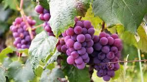 Las uvas rojas podría prevenir células cancerígenas