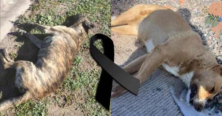 Investigación Abierta por Presunto Envenenamiento de Perros en Villa Magna, San Luis Potosí