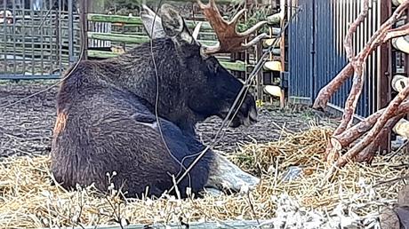 SUECIA :  EL MUSEO AL AIRE LIBRE DE SKANSEN