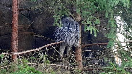 SUECIA :  EL MUSEO AL AIRE LIBRE DE SKANSEN