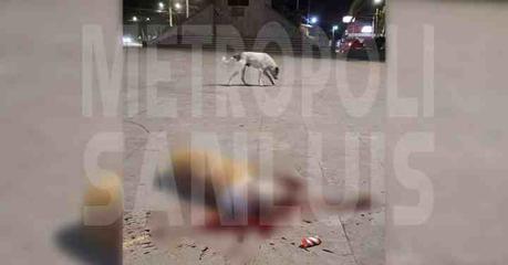 Atan pirotecnia a la cabeza de un perro y la detonan, éste pierde la vida