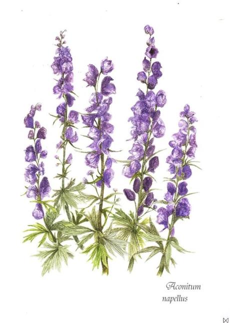 Thriller floriográfico. Thriller floriográfico.