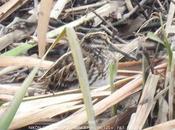 agachadiza chica continúa Sant Adrià