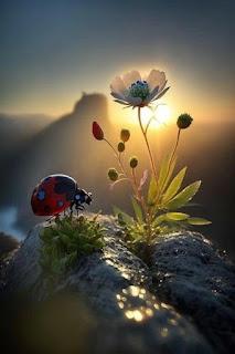 5.709 - ARRIBA, EN LOS MONTES...