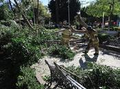 Bomberos texcoco atienden emergencia caída árbol jardín municipal