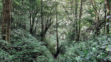 COSTA RICA: SENTIRSE COMO UN PÁJARO EN MONTEVERDE COSTA RICA: SENTIRSE COMO UN PÁJARO EN MONTEVERDE