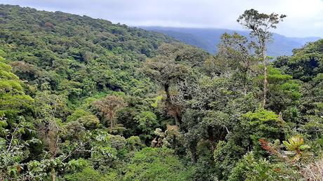 COSTA RICA: SENTIRSE COMO UN PÁJARO EN MONTEVERDE COSTA RICA: SENTIRSE COMO UN PÁJARO EN MONTEVERDE