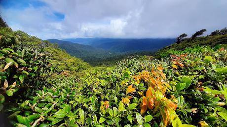 COSTA RICA: SENTIRSE COMO UN PÁJARO EN MONTEVERDE COSTA RICA: SENTIRSE COMO UN PÁJARO EN MONTEVERDE