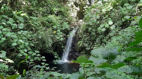 COSTA RICA: SENTIRSE COMO UN PÁJARO EN MONTEVERDE COSTA RICA: SENTIRSE COMO UN PÁJARO EN MONTEVERDE