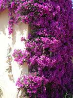 Muerte en Santa Rita de Elia Barceló.