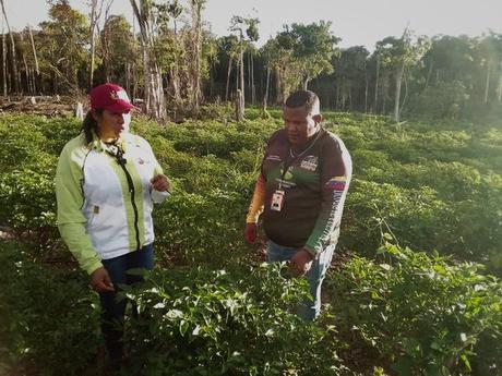 Comuna Agrominera en el eje del Esequibo produce alimentos para más de 10 mil 800 habitantes