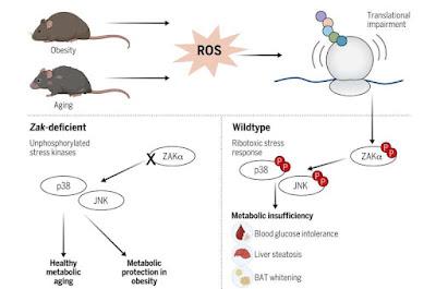 Encuentran proteína clave para frenar las enfermedades metabólicas