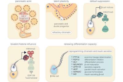 Regeneración de insulina usando células madre pancreáticas