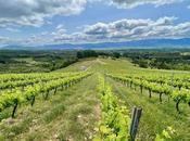 expresión viñedos Bierzo