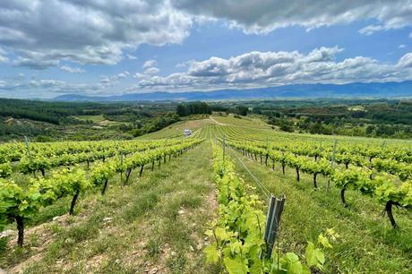 La expresión de los viñedos de El Bierzo La expresión de los viñedos de El Bierzo
