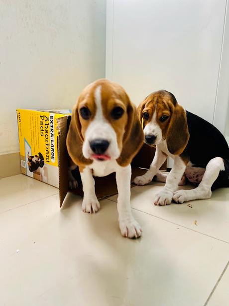 Curiosidades de los perros raza Beagle