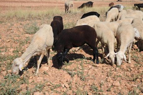 Previsión meteorológica para este jueves en Castilla-La Mancha: heladas generalizadas y no se descarta alguna lluvia