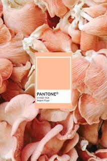 Peach Fuzz: el color durazno elegido por Pantone para el 2024