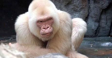 Barcelona rinde homenaje a Copito de Nieve con calle y estatua Barcelona rinde homenaje a Copito de Nieve con calle y estatua