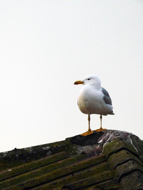 La gaviota. La gaviota.