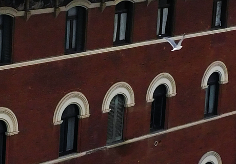 La gaviota. La gaviota.