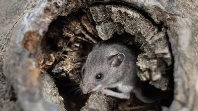 'Ratatouille' en Gales: un vídeo muestra a un ratón ordenando un cobertizo.