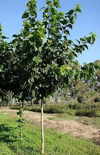 Arbolado urbano en Córdoba