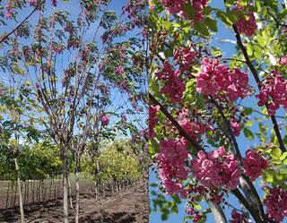Arbolado urbano en Córdoba